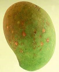 scales damage on mango fruit