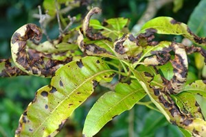 Anthracnose on mango leaf